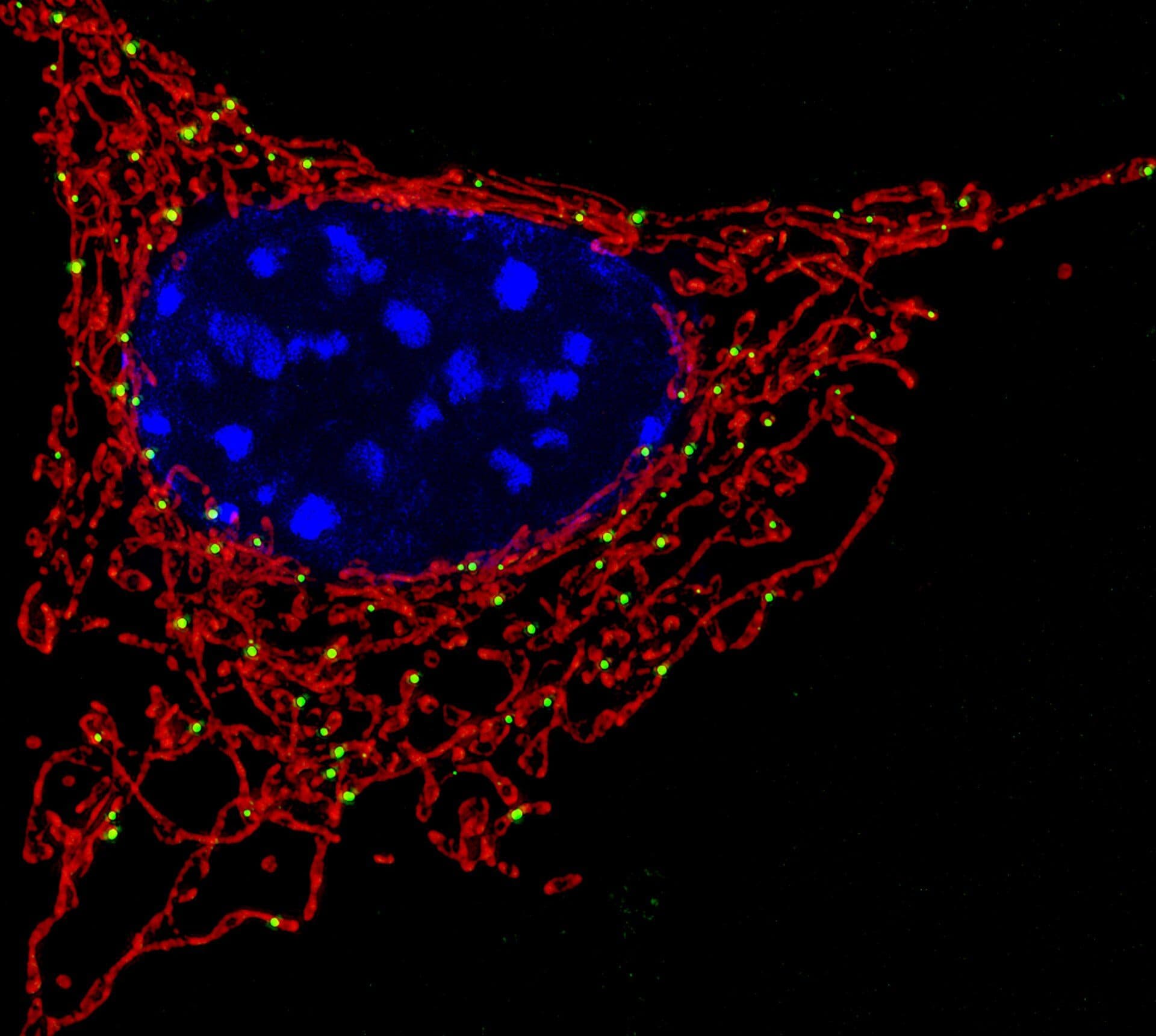 Una célula al microscopio de fluorescencia: la red roja son sus mitocondrias, el azul es el núcleo